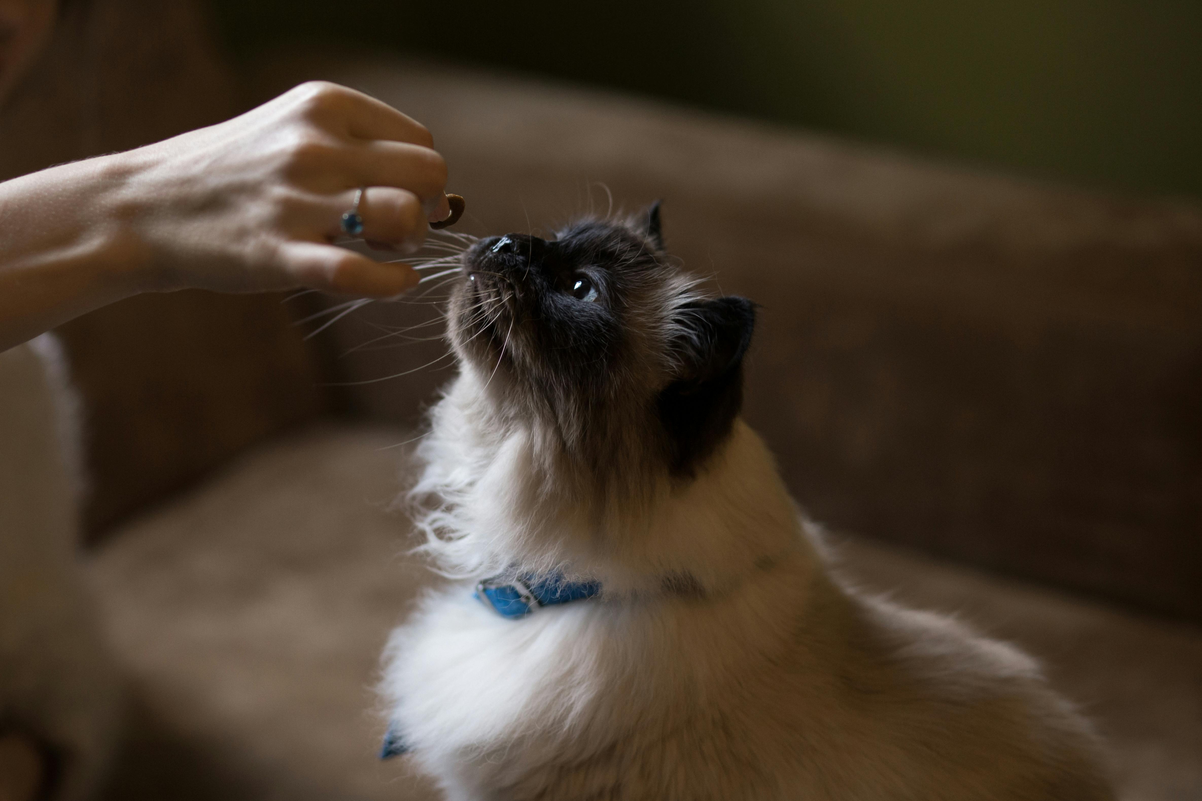 Person handing a cat a treat.